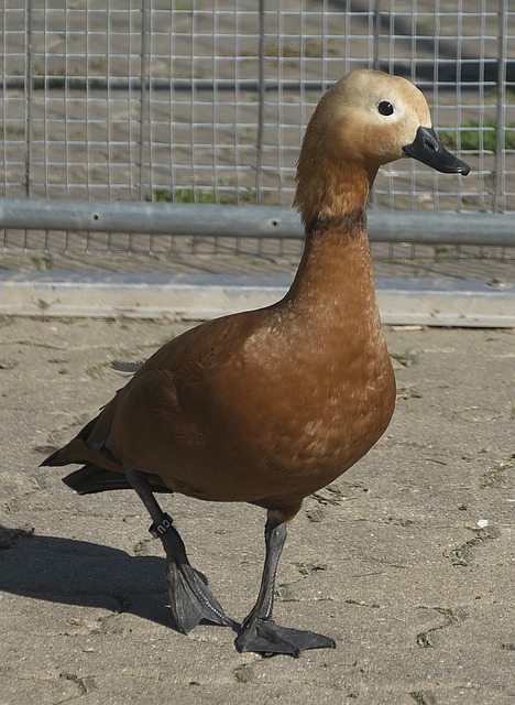 为是